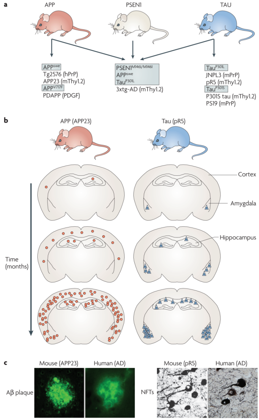 /upload/image/Alzheimer-s-Disease-In-Vivo- Model-Service-2.png